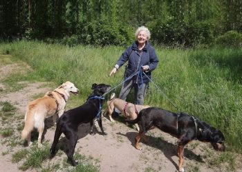İngiliz haber ajansı, ‘katliam yasası’ sonrası sahipsiz köpeklerle ilgili haber yayınladı