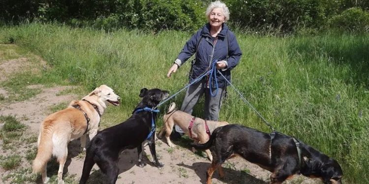 İngiliz haber ajansı, ‘katliam yasası’ sonrası sahipsiz köpeklerle ilgili haber yayınladı