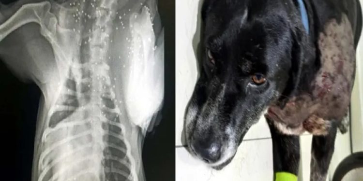 Bodrum’da köpeğe silahlı saldırılar devam ediyor, bu kez Dereköy