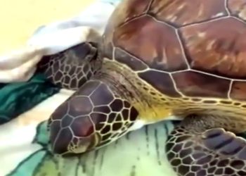 Ağlara takılan yavru carettayı ölmek üzereyken amatör balıkçılar kurtardı