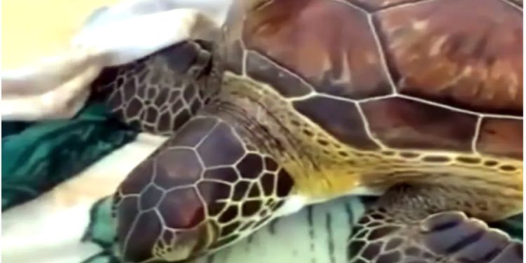 Ağlara takılan yavru carettayı ölmek üzereyken amatör balıkçılar kurtardı