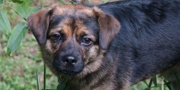 Aydınlardan Anayasa Mahkemesi’ne mektup