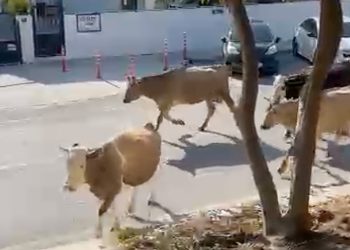 Ana Caddede İnekler Trafiği Alt Üst Etti