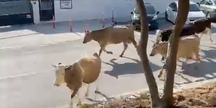 Ana Caddede İnekler Trafiği Alt Üst Etti