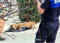 Bodrum’da köpekleri zehirli gıda ile öldürdüler