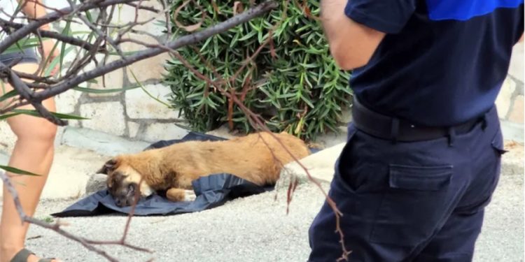 Bodrum’da köpekleri zehirli gıda ile öldürdüler