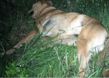 Bodrum’dan sonra Milas’ta sokak köpeklerini tüfekle ateş ederek öldürmeye başladılar