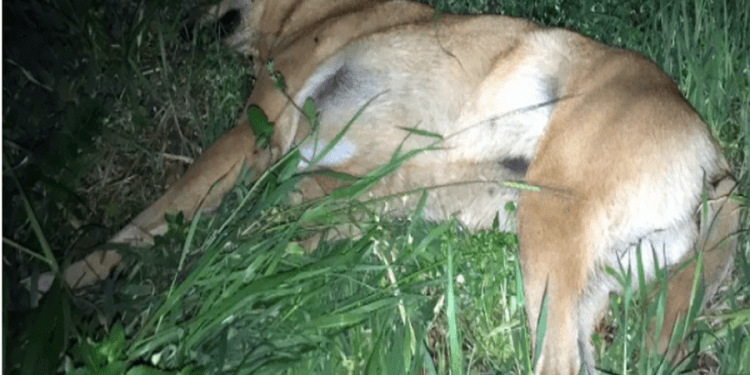 Bodrum’dan sonra Milas’ta sokak köpeklerini tüfekle ateş ederek öldürmeye başladılar