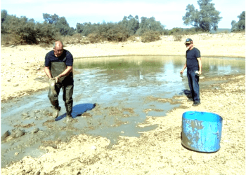 Bodrum’da kuruyan göletteki balıkları muhtarın dikkati kurtardı