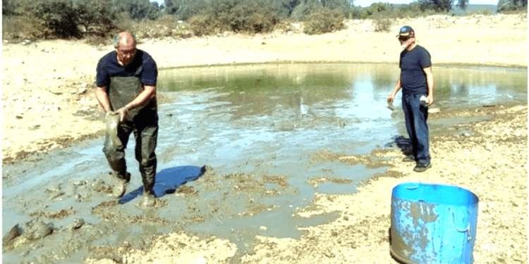 Bodrum’da kuruyan göletteki balıkları muhtarın dikkati kurtardı