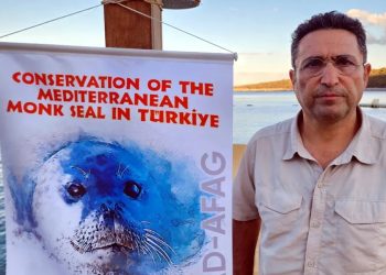 Yaralı yavru Akdeniz fokunu kurtarmak için seferber oldular