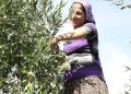 Sofralık zeytin ihracatında tarihi rekor kırıldı