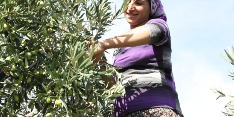 Sofralık zeytin ihracatında tarihi rekor kırıldı