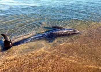 Yunanistan’da ölü yunuslar karaya vurmaya başladı