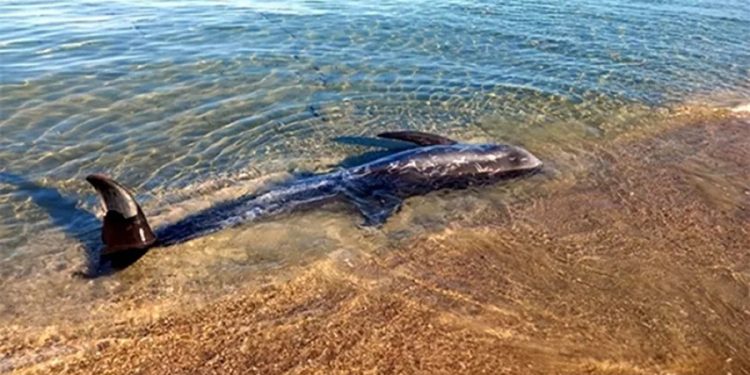 Yunanistan’da ölü yunuslar karaya vurmaya başladı