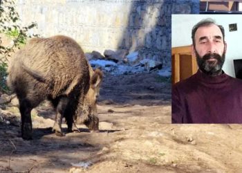 Yaban domuzunun saldırısına uğrayan çiftçi yaşamını yitirdi