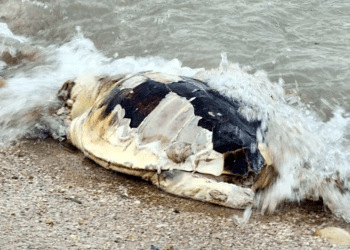 Bodrum’da ölü caretta caretta karaya vurdu