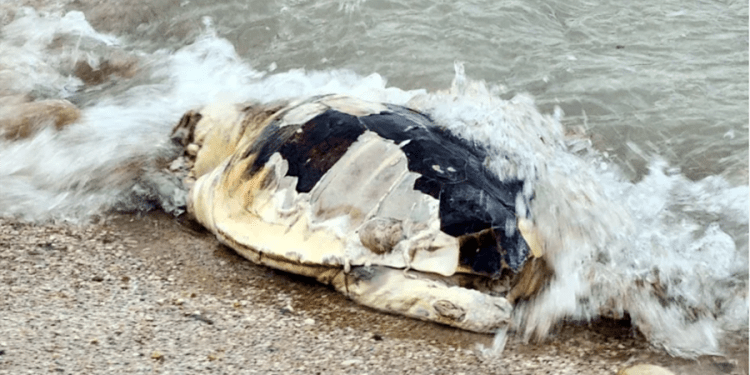 Bodrum’da ölü caretta caretta karaya vurdu