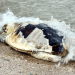 Bodrum’da ölü caretta caretta karaya vurdu