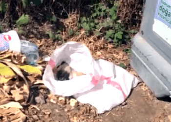 Bodrum’da çuval içinde ölü yavru köpek bulundu