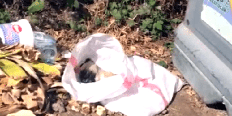 Bodrum’da çuval içinde ölü yavru köpek bulundu