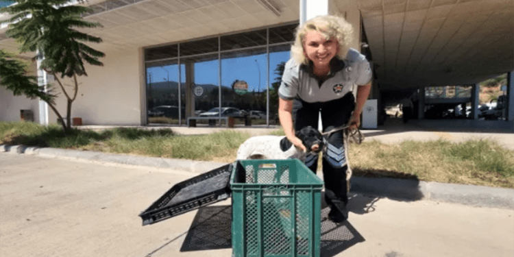 Bodrum’da kasanın içinde ölüme terk edilen köpeği özel güvenliğin dikkati kurtardı