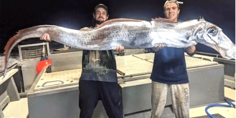 Kıyamet balığı oltaya geldi