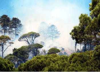 Mumcular’da orman  yangını başladı