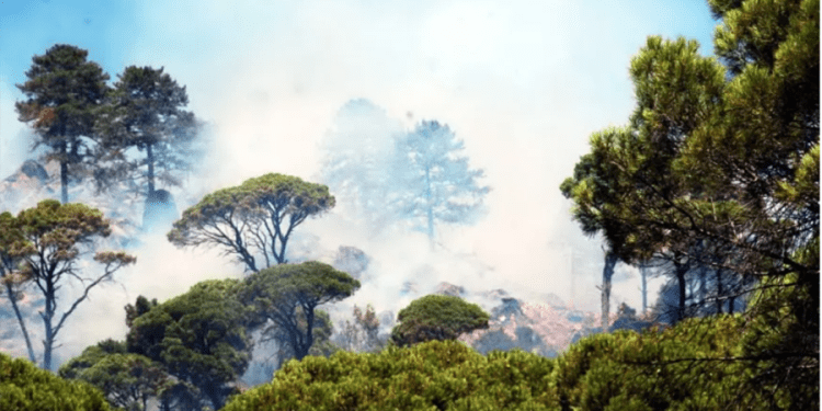 Mumcular’da orman  yangını başladı