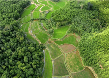 Dünya alarmda: Her üç ağaç türünden biri yok olma tehlikesi ile karşı karşıya