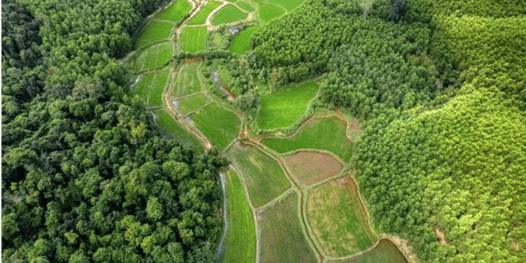 Dünya alarmda: Her üç ağaç türünden biri yok olma tehlikesi ile karşı karşıya