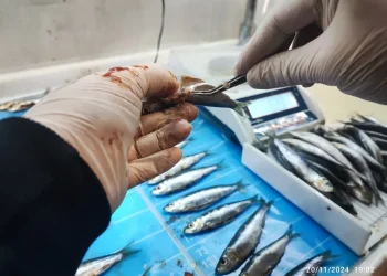 Gökova ve Güllük’te ticari balıkçılık mercek altında