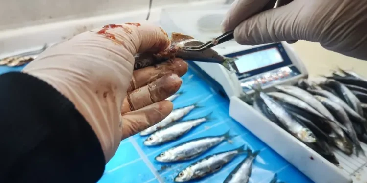 Gökova ve Güllük’te ticari balıkçılık mercek altında