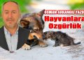 Osman Arkangil, yazdı: Bodrum’da hayvanlar özgür