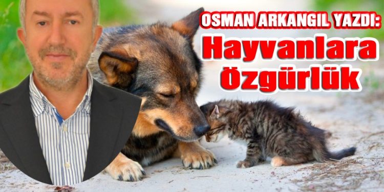 Osman Arkangil, yazdı: Bodrum’da hayvanlar özgür