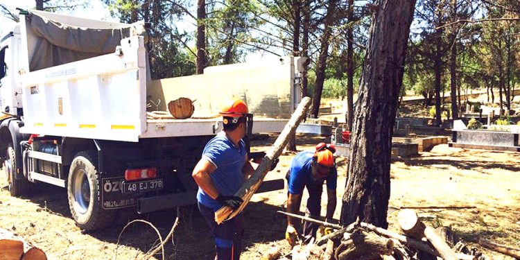 Muğla Büyükşehir Belediyesi Mezarlıkları Temizliyor, Odunlar İhtiyaç Sahiplerine Yakacak Oluyor