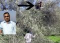 Zeytin ağacından düşen çiftçi yaşamını yitirdi