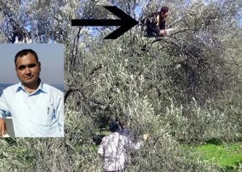 Zeytin ağacından düşen çiftçi yaşamını yitirdi