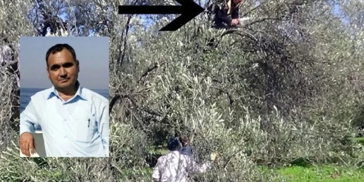 Zeytin ağacından düşen çiftçi yaşamını yitirdi