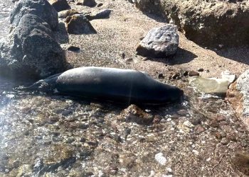 Bodrum’da ölü Akdeniz foku karaya vurdu