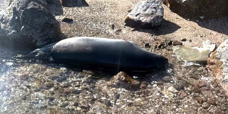 Bodrum’da ölü Akdeniz foku karaya vurdu