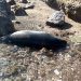 Bodrum’da ölü Akdeniz foku karaya vurdu
