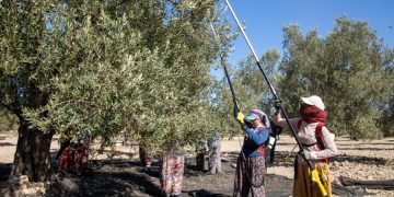 10. MİLAS ZEYTİN HASAT ŞENLİĞİ İÇİN GERİ SAYIM BAŞLADI