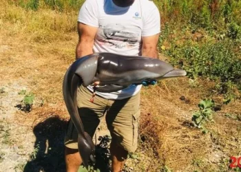 Yavru yunusu delici aletle öldürdüler