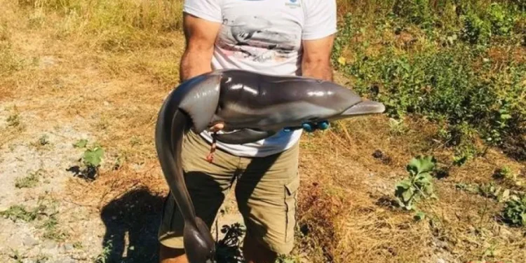 Yavru yunusu delici aletle öldürdüler