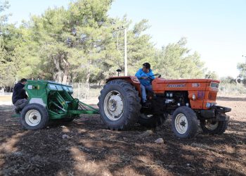 Belediyeden Karakılçık Buğday Ekimi