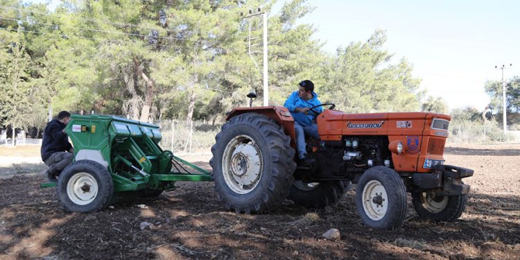 Belediyeden Karakılçık Buğday Ekimi