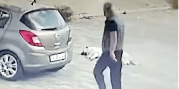 Uyuyan köpeği gördü, arabasıyla ezip geçti