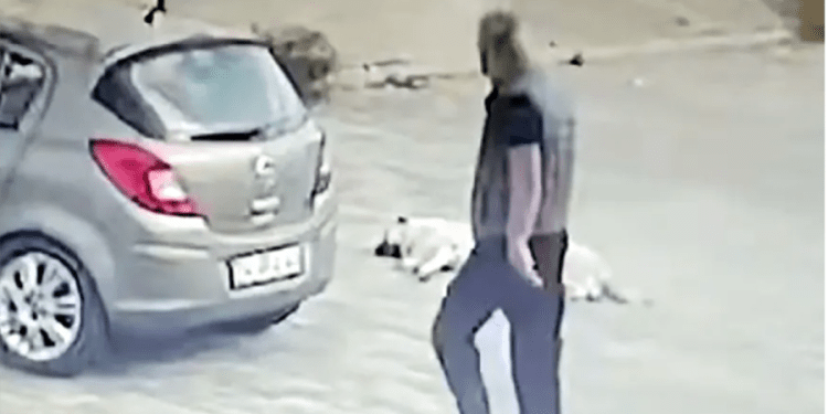 Uyuyan köpeği gördü, arabasıyla ezip geçti