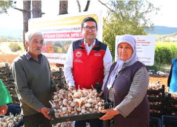 Sarımsak tohumları toprakla buluştu